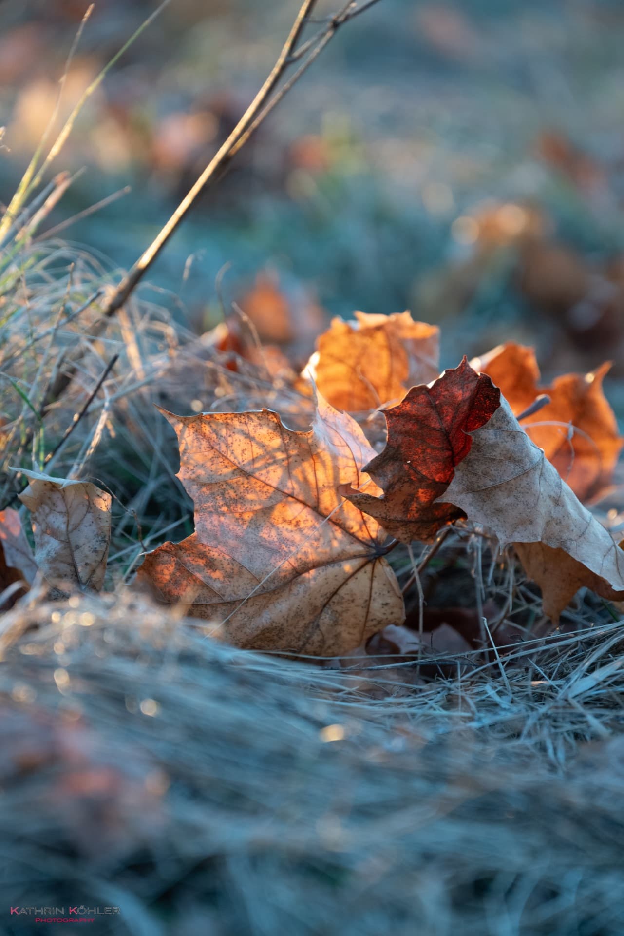 Naturfotografie — Herbstblätter