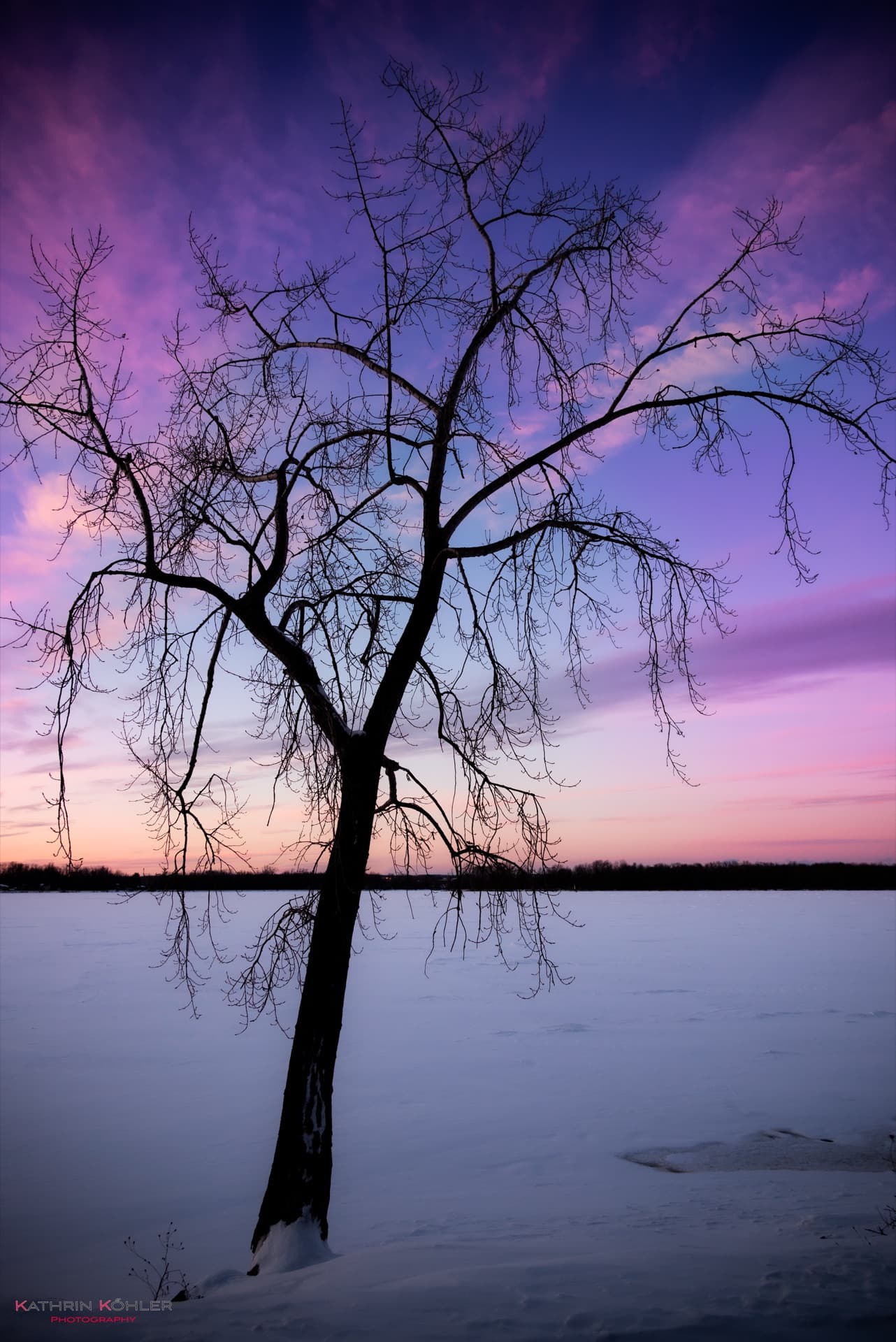Naturfotografie — Baum im Sonnenuntergang